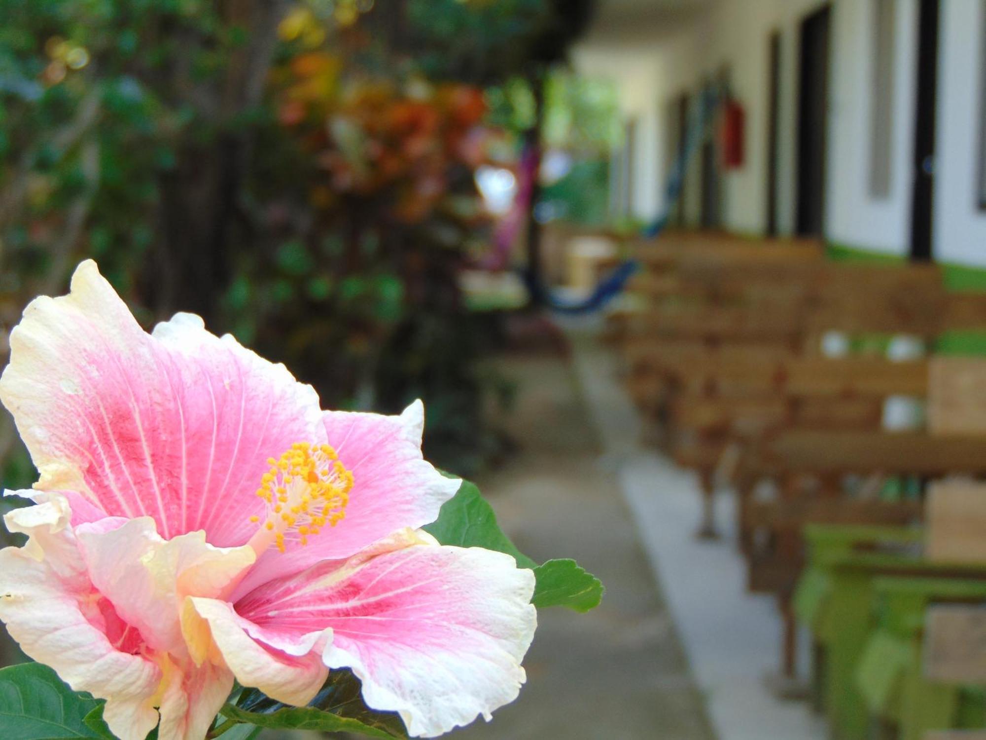 Crucero Tulum Bed & Breakfast Dış mekan fotoğraf